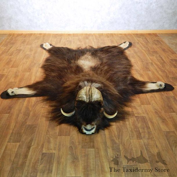 Muskox Full Size Rug For Sale #14583 @ The Taxidermy Store