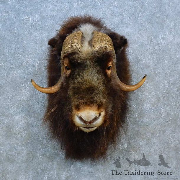Muskox Shoulder Mount For Sale #15508 @ The Taxidermy Store