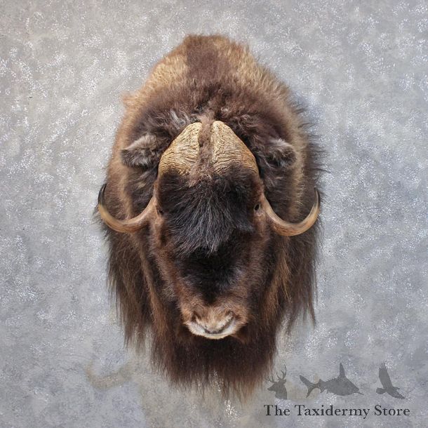 Muskox Shoulder Mount #11869 For Sale @ The Taxidermy Store