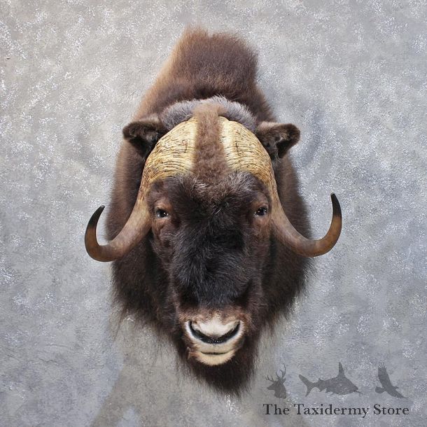 Muskox Shoulder Mount #11870 For Sale @ The Taxidermy Store