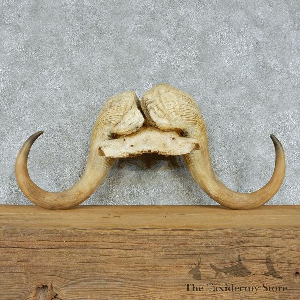 Muskox Horns Taxidermy Mount #13088 For Sale @ The Taxidermy Store