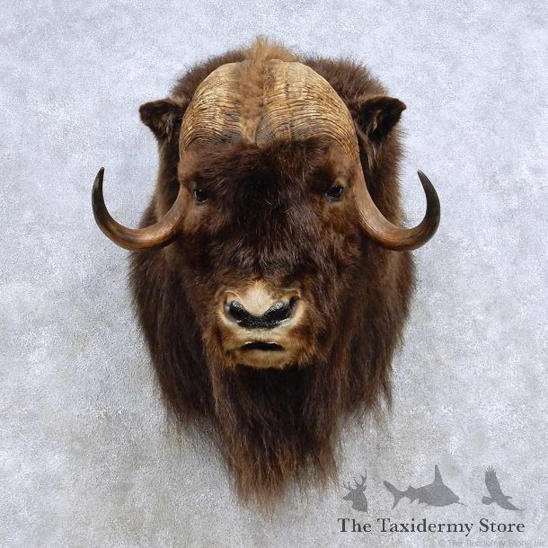 Muskox Taxidermy Shoulder Mount For Sale #14231 @ The Taxidermy Store