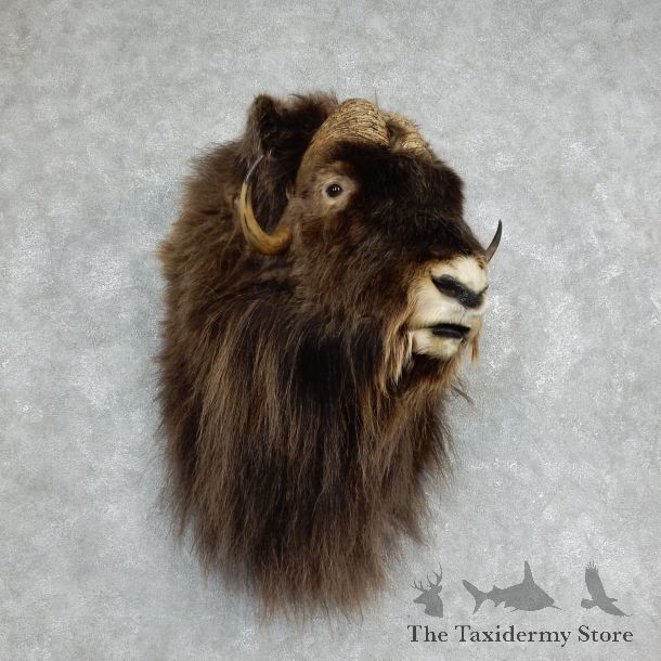 Muskox Shoulder Mount For Sale #18226 @ The Taxidermy Store