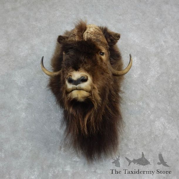 Muskox Shoulder Mount For Sale #18227 @ The Taxidermy Store