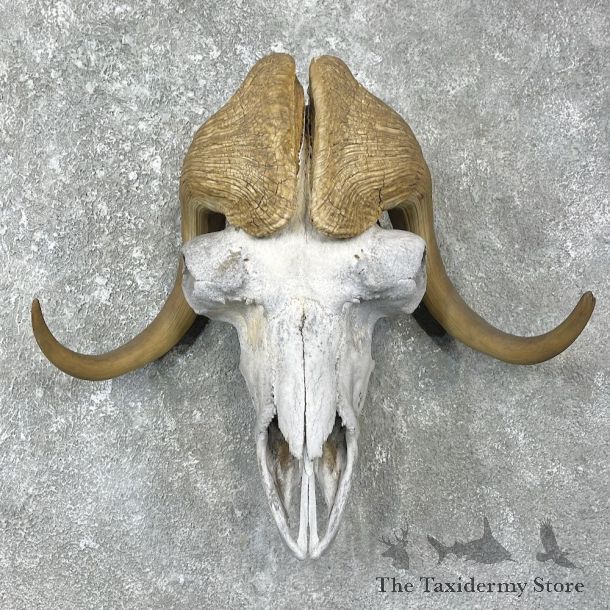 Muskox skull Mount For Sale #25924 @ The Taxidermy Store