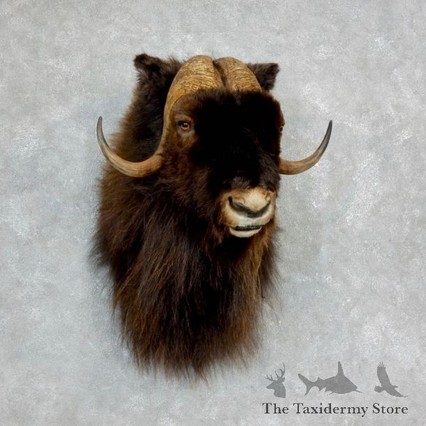 Barren Ground Muskox Shoulder Mount For Sale #18225 @ The Taxidermy Store