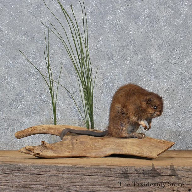 Muskrat Life Size Taxidermy Mount #10318 For Sale @ The Taxidermy Store