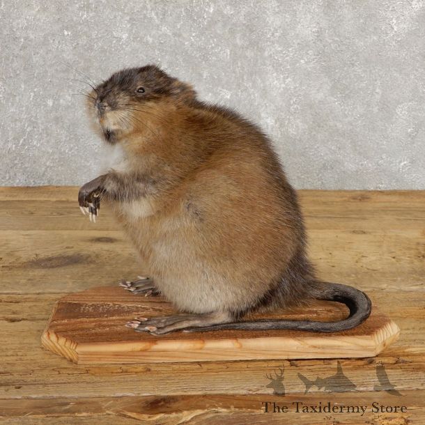 Muskrat Life Size Taxidermy Mount #20252 For Sale @ The Taxidermy Store