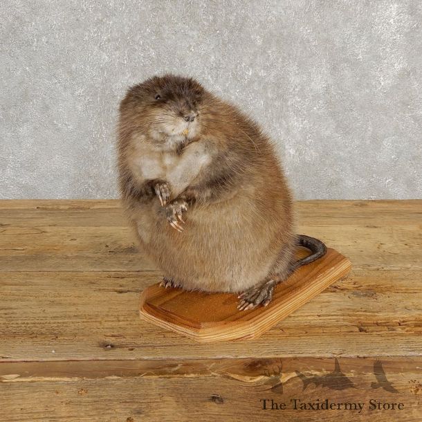 Muskrat Life Size Taxidermy Mount #20253 For Sale @ The Taxidermy Store