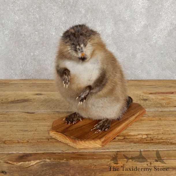 Muskrat Life Size Taxidermy Mount #20254 For Sale @ The Taxidermy Store