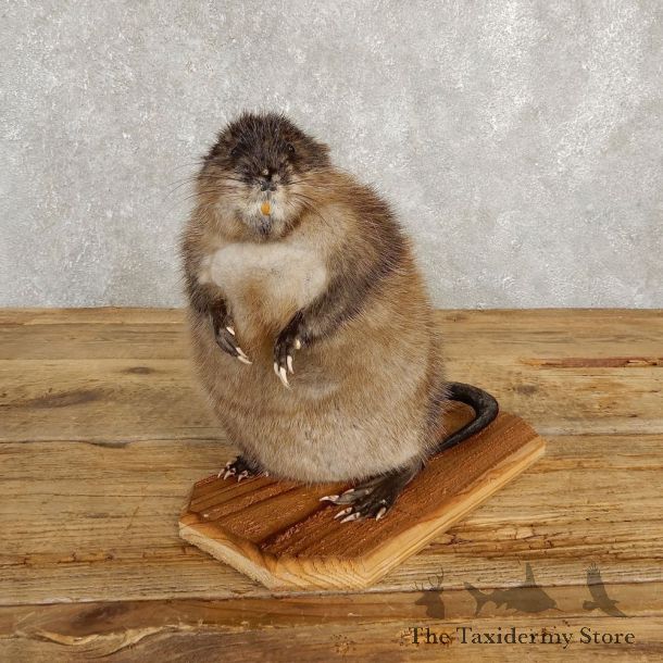 Muskrat Life Size Taxidermy Mount #20255 For Sale @ The Taxidermy Store