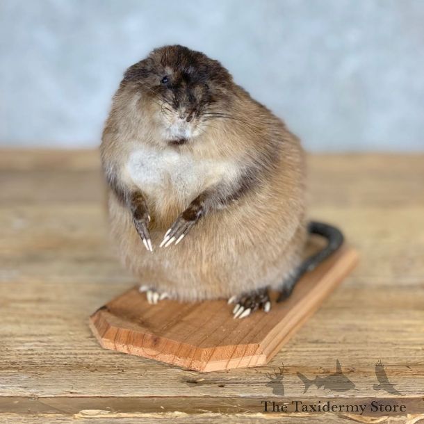 Muskrat Life Size Taxidermy Mount #21697 For Sale @ The Taxidermy Store