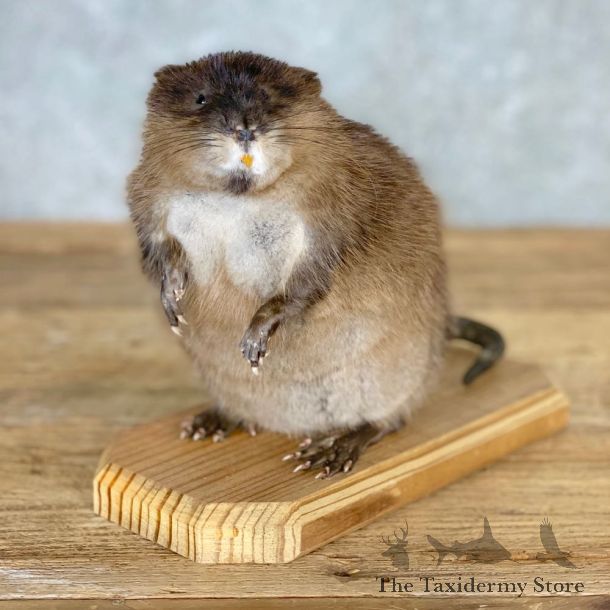 Muskrat Life Size Taxidermy Mount #21698 For Sale @ The Taxidermy Store