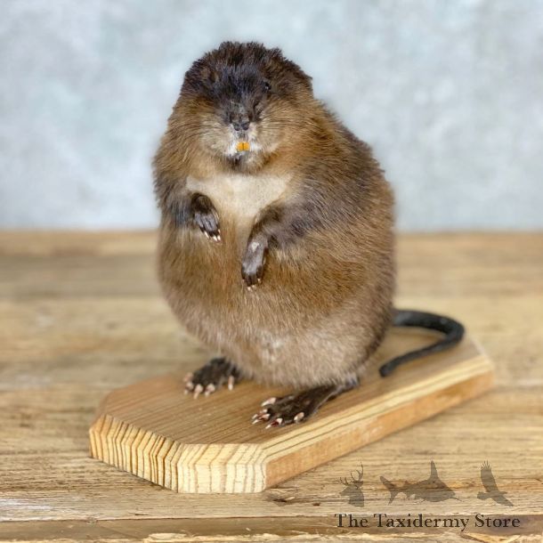 Muskrat Life Size Taxidermy Mount #21699 For Sale @ The Taxidermy Store