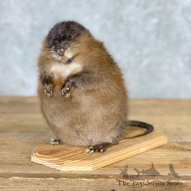 Muskrat Life Size Taxidermy Mount #21700 For Sale @ The Taxidermy Store