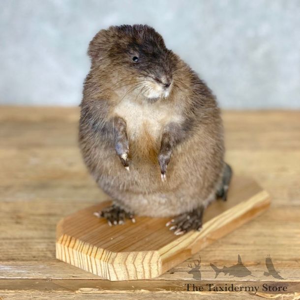 Muskrat Life Size Taxidermy Mount #21701 For Sale @ The Taxidermy Store