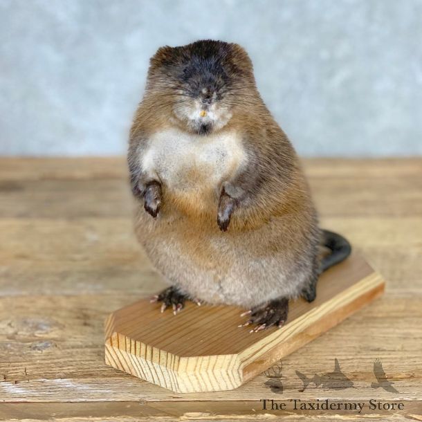 Muskrat Life Size Taxidermy Mount #21703 For Sale @ The Taxidermy Store