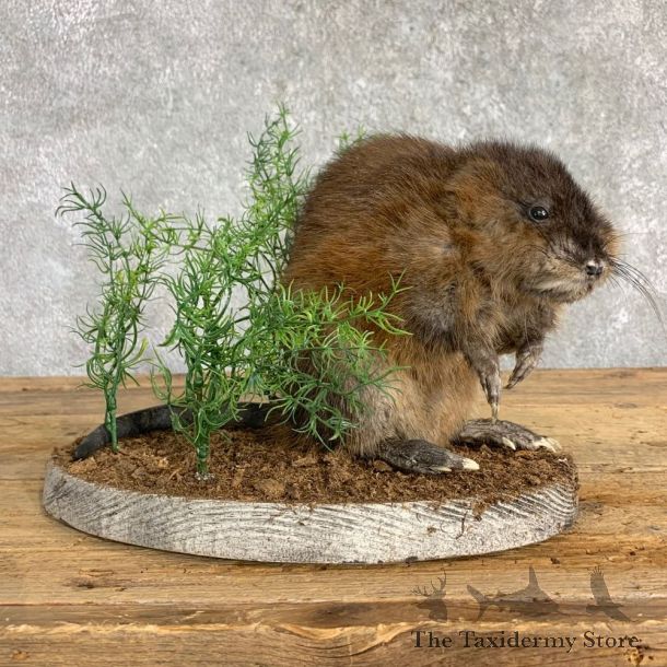 Muskrat Life Size Taxidermy Mount #22841 For Sale @ The Taxidermy Store