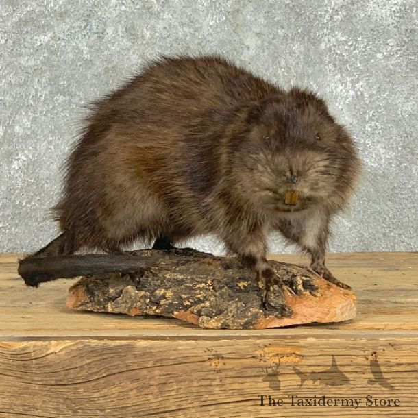 Muskrat Life Size Taxidermy Mount #22913 For Sale @ The Taxidermy Store