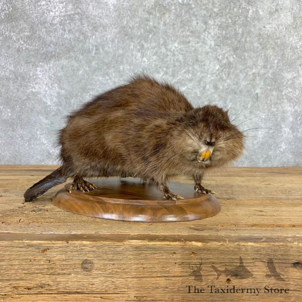 Muskrat Life Size Taxidermy Mount #22923 For Sale @ The Taxidermy Store