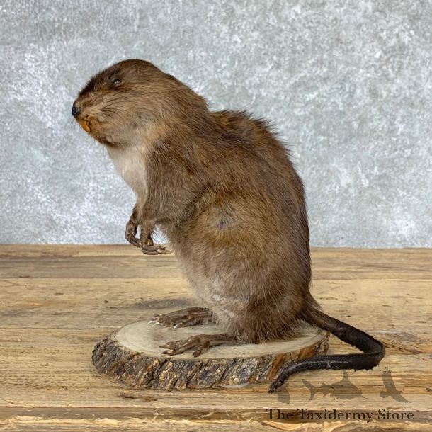 Muskrat Life Size Taxidermy Mount #22945 For Sale @ The Taxidermy Store