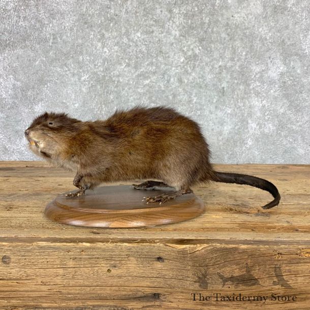Muskrat Life Size Taxidermy Mount #23006 For Sale @ The Taxidermy Store