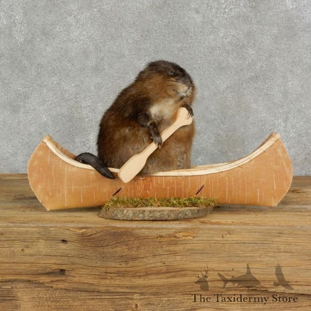 Canoeing Muskrat Novelty Mount For Sale #17123 @ The Taxidermy Store