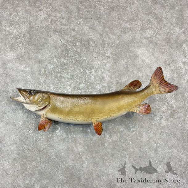 Musky Taxidermy Fish Mount For Sale #26122 @ The Taxidermy Store