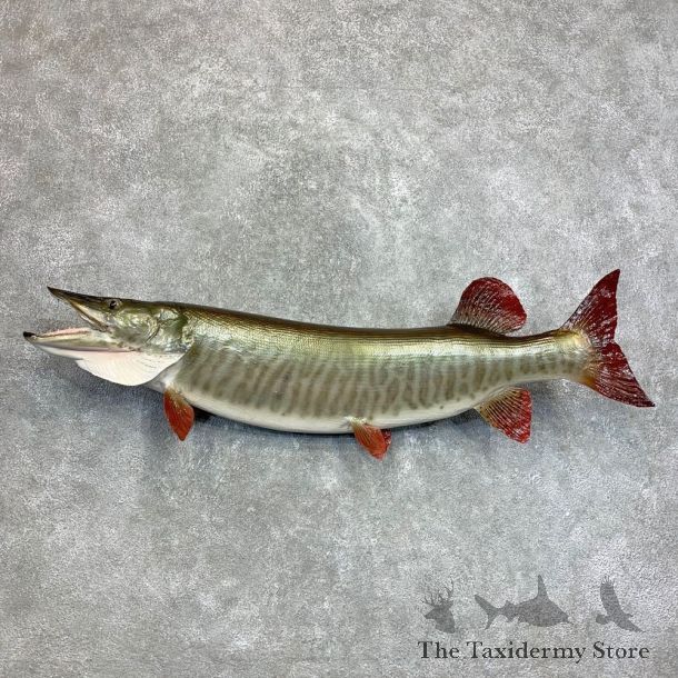 Musky Fish Taxidermy Mount For Sale #22118 - The Taxidermy Store