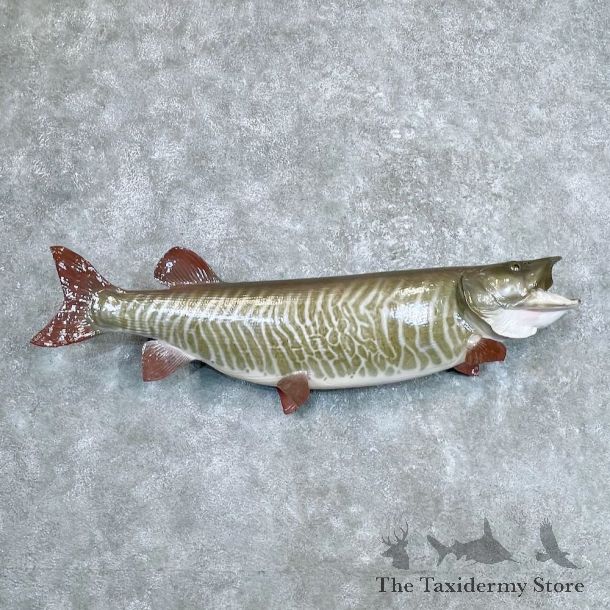 Musky Fish Taxidermy Mount For Sale #26932 - The Taxidermy Store