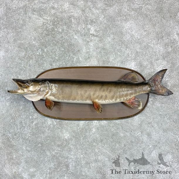 Musky Taxidermy Fish Mount For Sale #23158 @ The Taxidermy Store