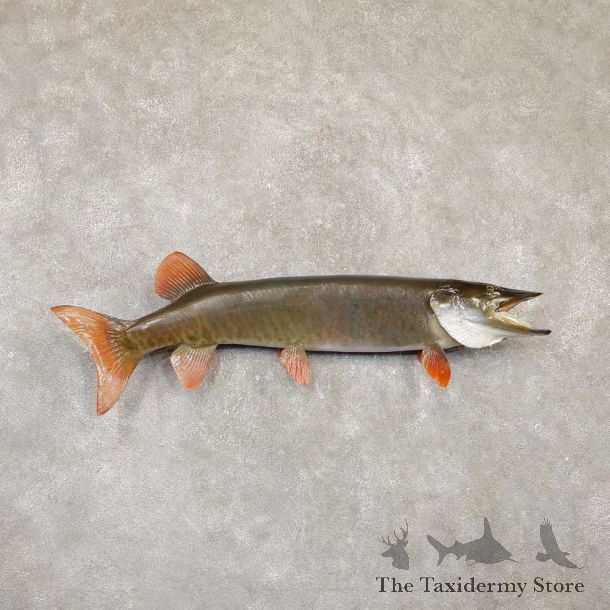 Musky Taxidermy Fish Mount For Sale The Taxidermy Store - 20105
