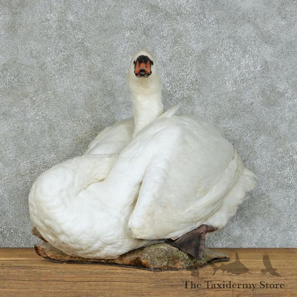 Mute Swan Life Size Taxidermy Mount #13123 For Sale @ The Taxidermy Store