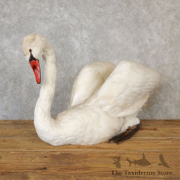 Mute Swan Life Size Taxidermy Mount #19275 For Sale @ The Taxidermy Store