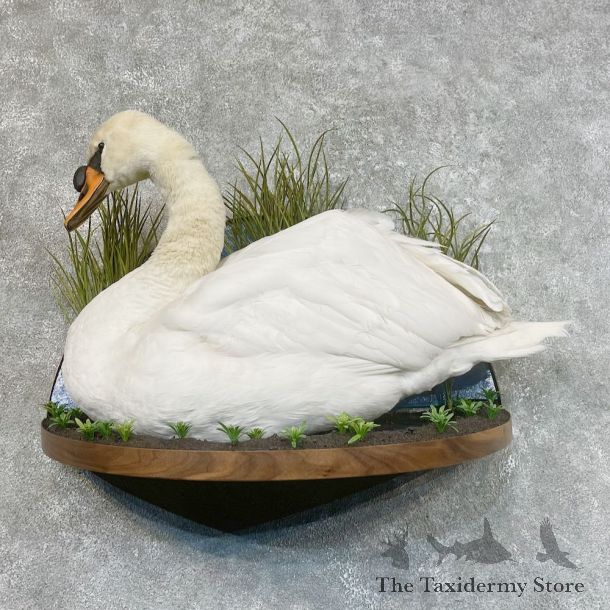 Mute Swan Life Size Taxidermy Mount #25436 For Sale @ The Taxidermy Store