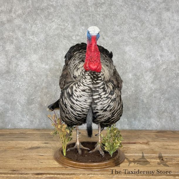 Narragansett Cross Turkey Bird Mount For Sale #27364 @ The Taxidermy Store