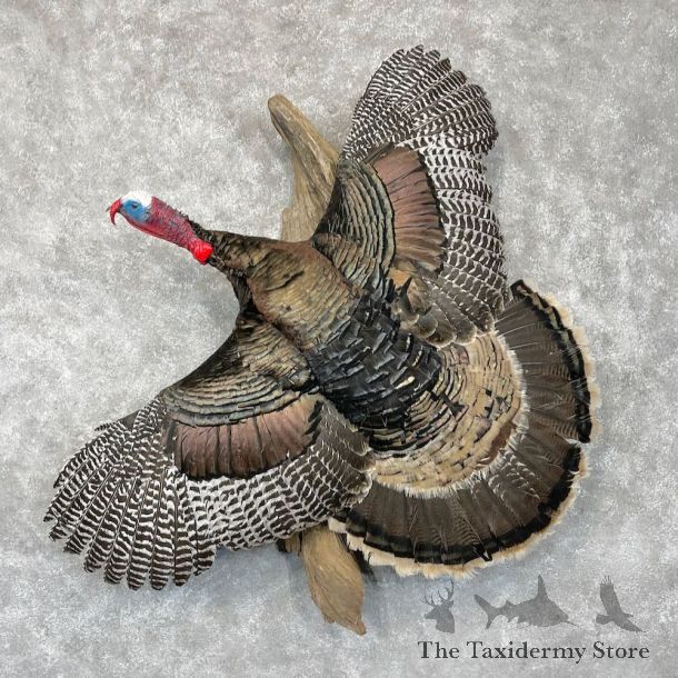 Narragansett Cross Turkey Bird Mount For Sale #28552 @ The Taxidermy Store