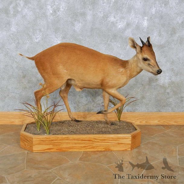 Natal Red Duiker Life-Size Mount For Sale #28869 @ The Taxidermy Store