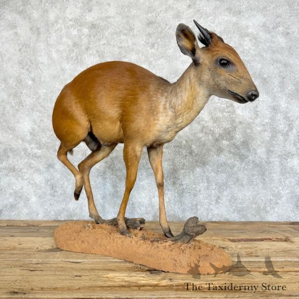 Natal Red Duiker Life-Size Mount For Sale #28869 @ The Taxidermy Store