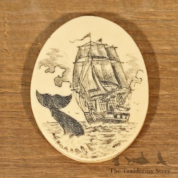 Authentic Native Carved Ivory Whale & Ship Medallion #12095 For Sale @ The Taxidermy Store