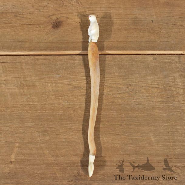 Authentic Native Carved Ivory Oosik Stir Stick #12102 For Sale @ The Taxidermy Store