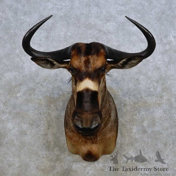 Nyasa Wildebeest Shoulder Mount For Sale #14264 @ The Taxidermy Store