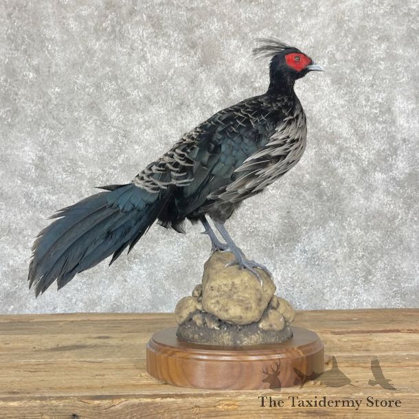 Nepal Kalij Pheasant Bird Mount For Sale #28759 @ The Taxidermy Store