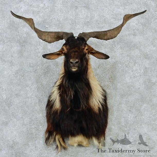 New Zealand Spanish Goat Shoulder Taxidermy Head Mount #12847 For Sale @ The Taxidermy Store