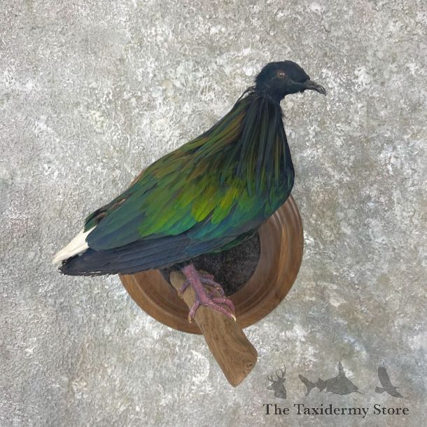Nicobar Pigeon Life Size Mount For Sale #26952 @ The Taxidermy Store