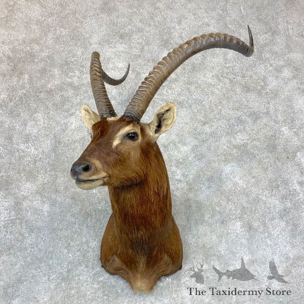 Nile Lechwe Shoulder Taxidermy Mount #23390 For Sale @ The Taxidermy Store