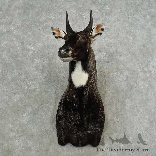Nilgai Antelope Taxidermy Shoulder Mount For Sale #16755 @ The Taxidermy Store