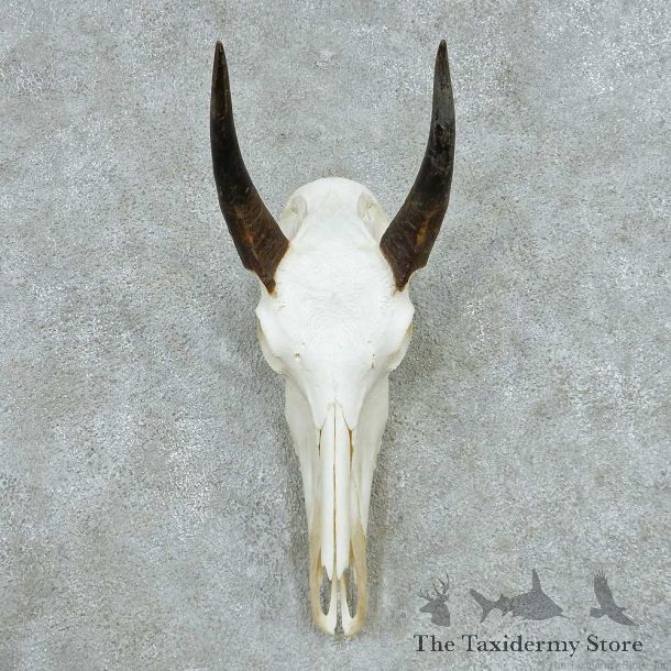 Nilgai Skull Horns European Mount #13646 For Sale @ The Taxidermy Store