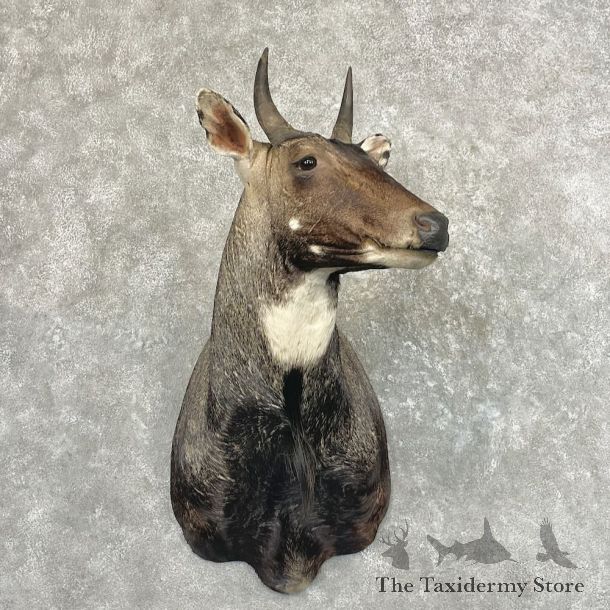 Nilgai Antelope Shoulder Mount For Sale #27642 @ The Taxidermy Store