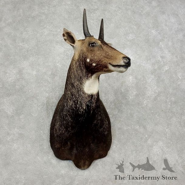 Nilgai Antelope Taxidermy Shoulder Mount For Sale #17897 @ The Taxidermy Store